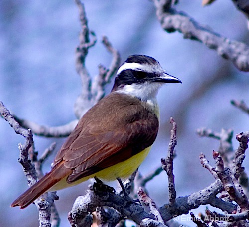 Great Kiskadee