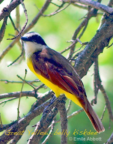 Great yellow Bellied Kiskadee