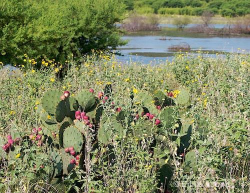 Colorful view on Sun Rise Trail