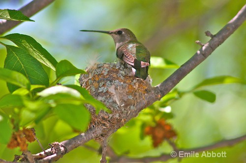 Protecting my nest and chicks