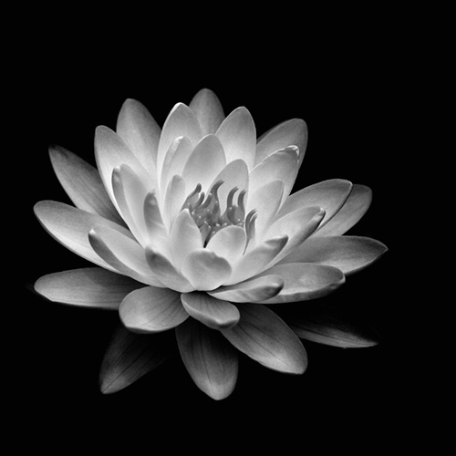 b w dahlia 5 copy