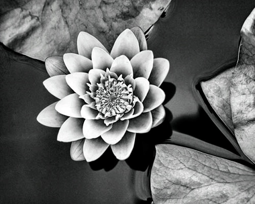 b&w watterlillie