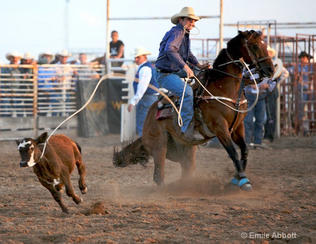 Loopty Loop style calf roping