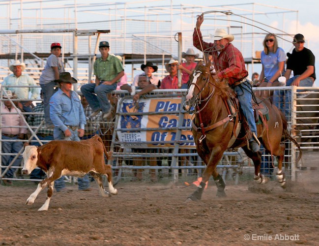 Out the chute for calf roping
