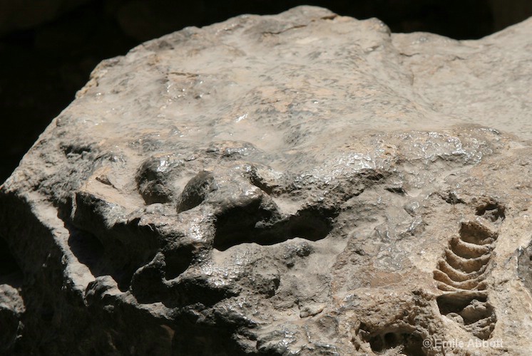fossil-close-up in Fate-Bell Shelter