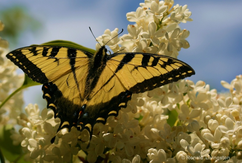 Tiger Swallowtail