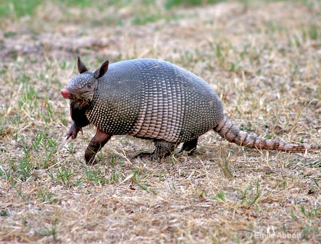 Dancing Armadillo