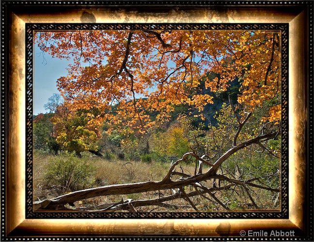 Autumn at Lost Maples