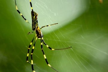 Japanese Spider