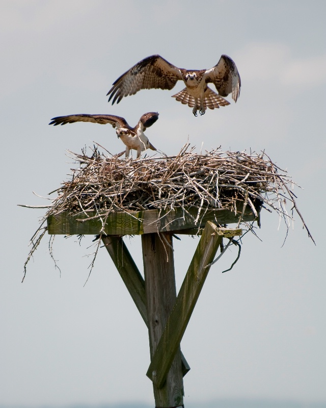 Excited Parents-to-Be (Osprey)