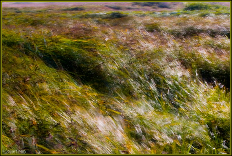 wind grass 4