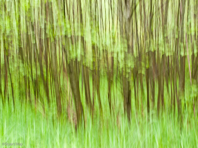 forest greens 2