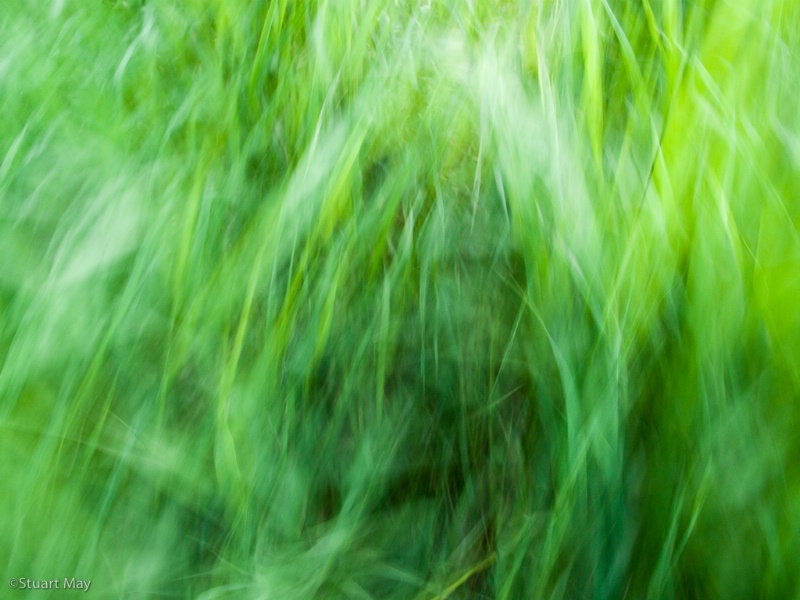 wind grass 3