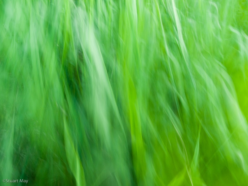 wind grass 1