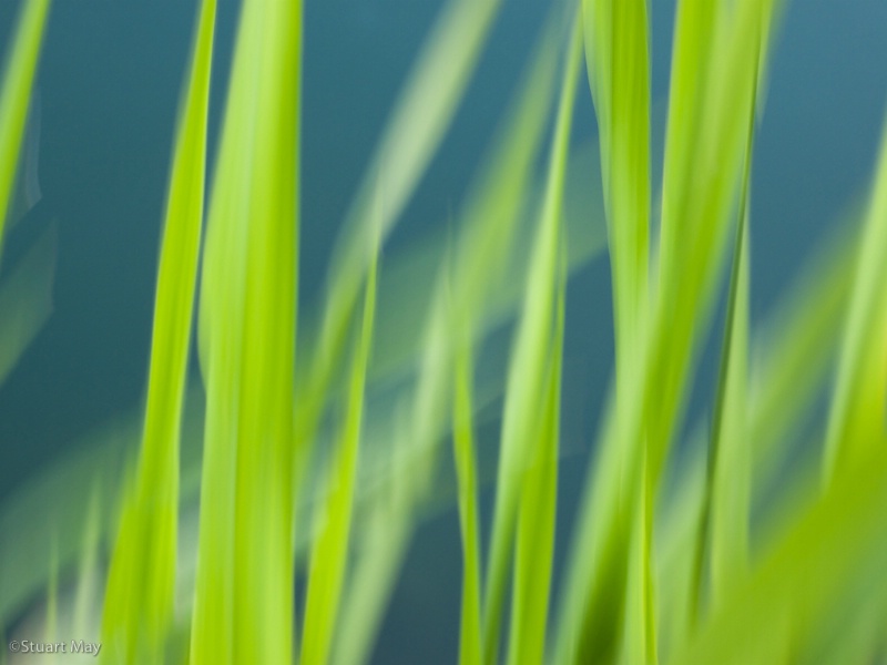 river grass 2