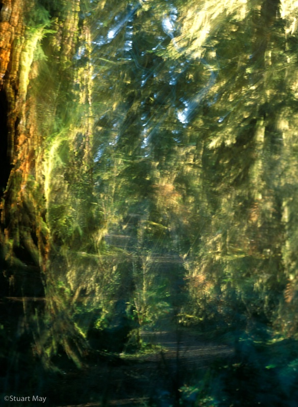 forest dreams 1