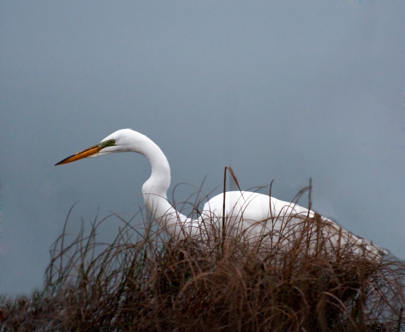 Egret - thinks he's hiding?