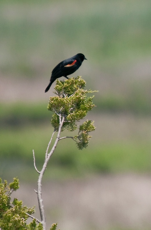 Red-Winged Blackbird