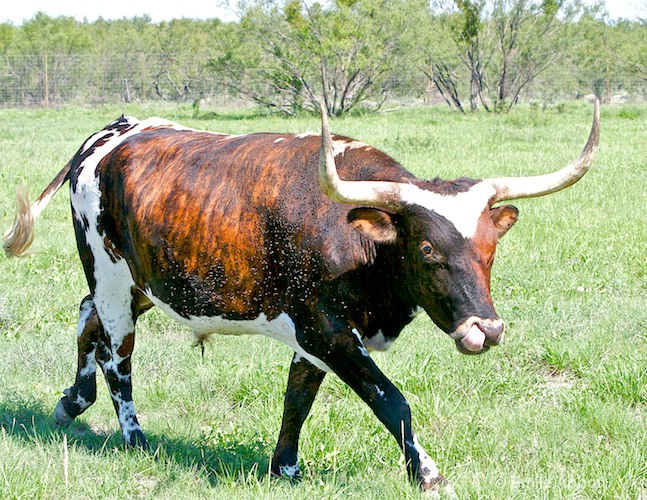 Longhorn "Budweiser"