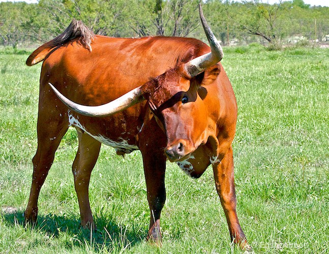 Texas Longhorn "Michelob"