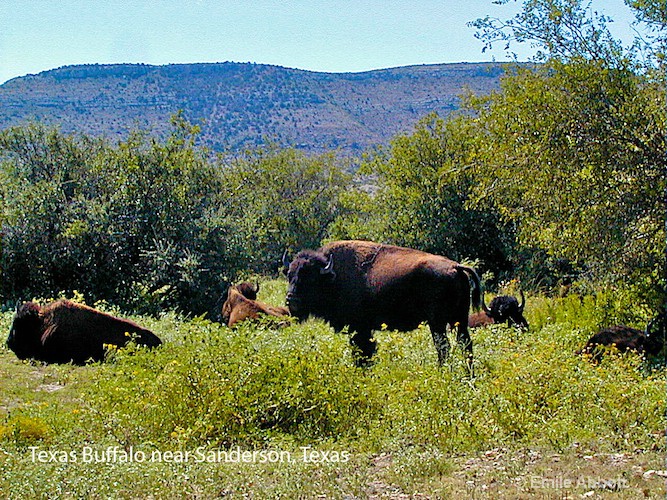 Buffalo in West Texas