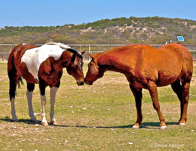 Horses are a mainstay of West Texas