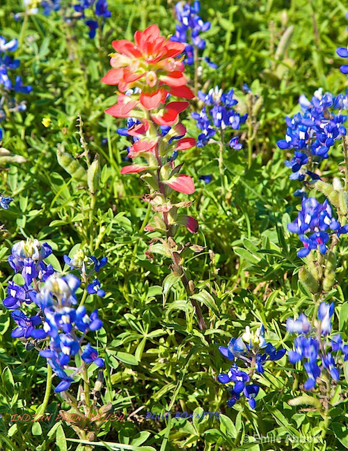 Indian Paintbrush and Texas Bluebonnets 