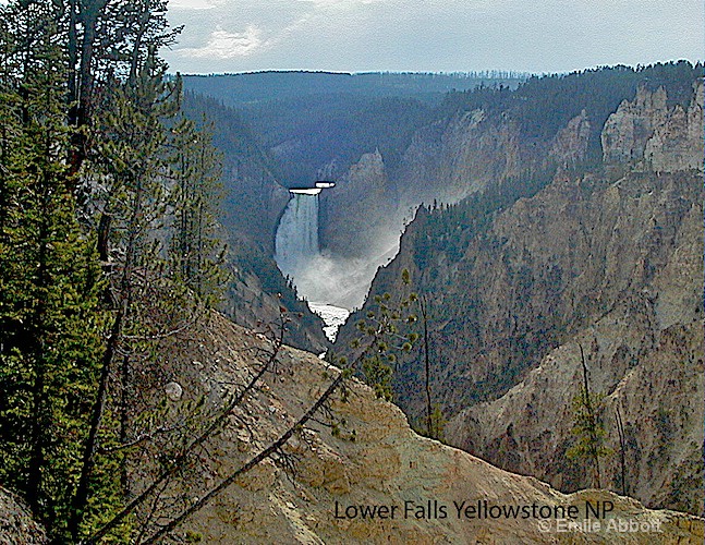 lower falls  yellowstone np