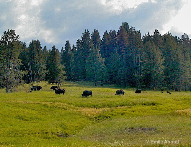 Where the buffalo roam