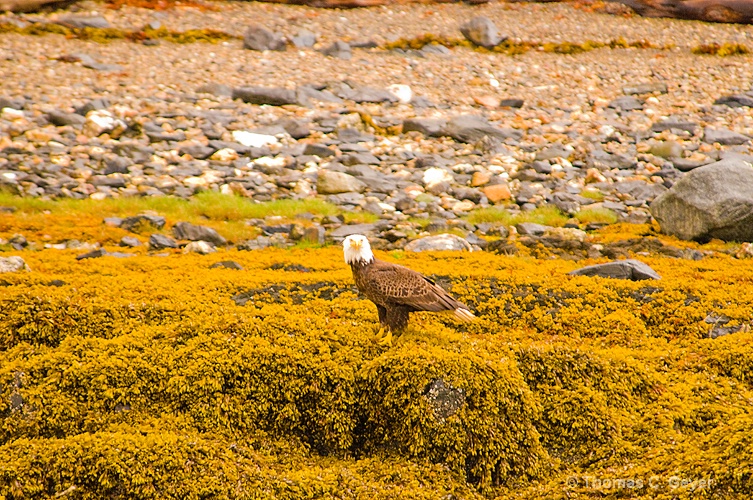 Ketchikan, Alaska