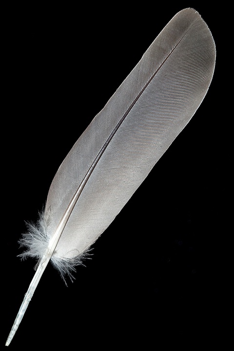 Quail Feather
