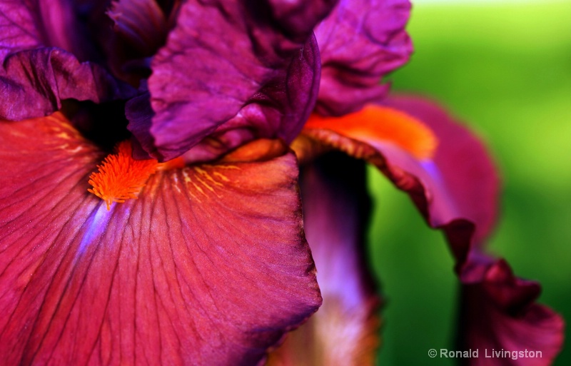 Offset Iris