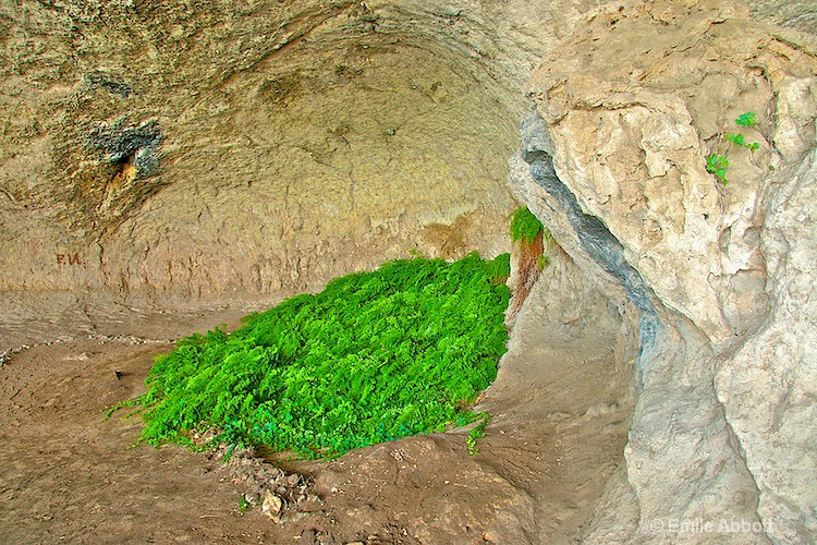 Parida Cave Midden with spring