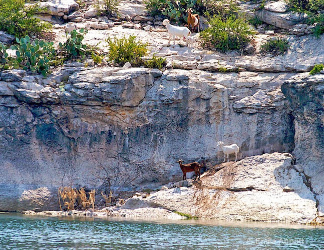 Goats along the shore of Lake Amistad