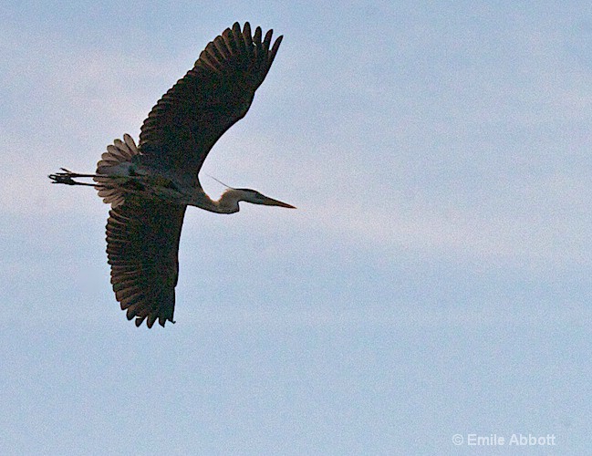 Egret in flight