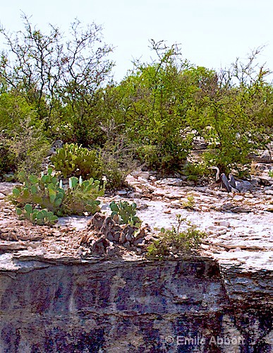 Topography up Salem Inlet, Lake Amistad