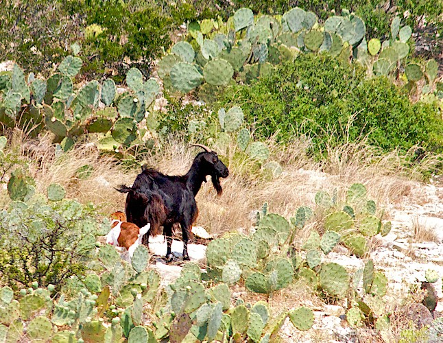 Cactus Goat