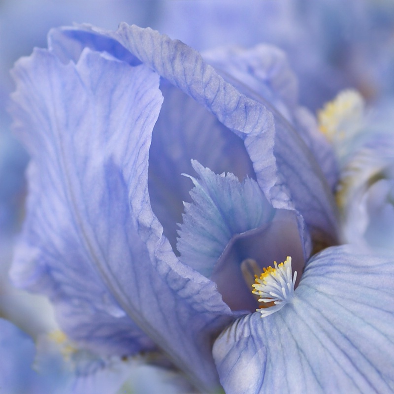 Iris Blues