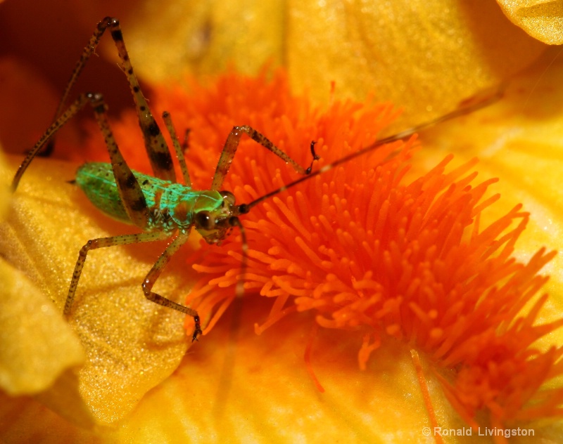 Field Cricket on Iris