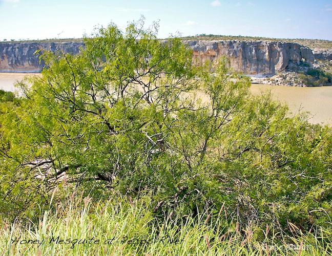 Honey Mesquite at Pecos