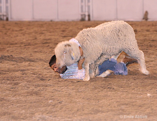 Kids sheep ride contest