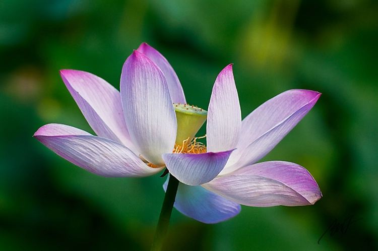 Lotus Bloom 