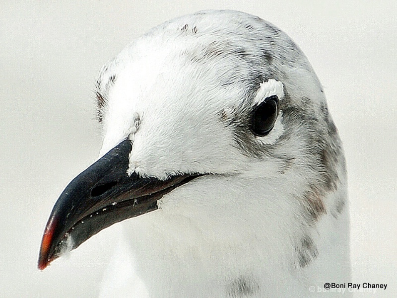 Feathers and Fur