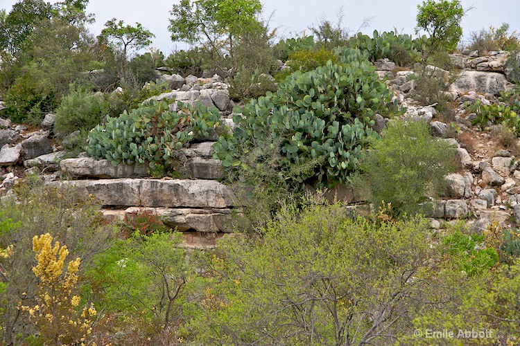 Scene along the trail in Rough Canyon