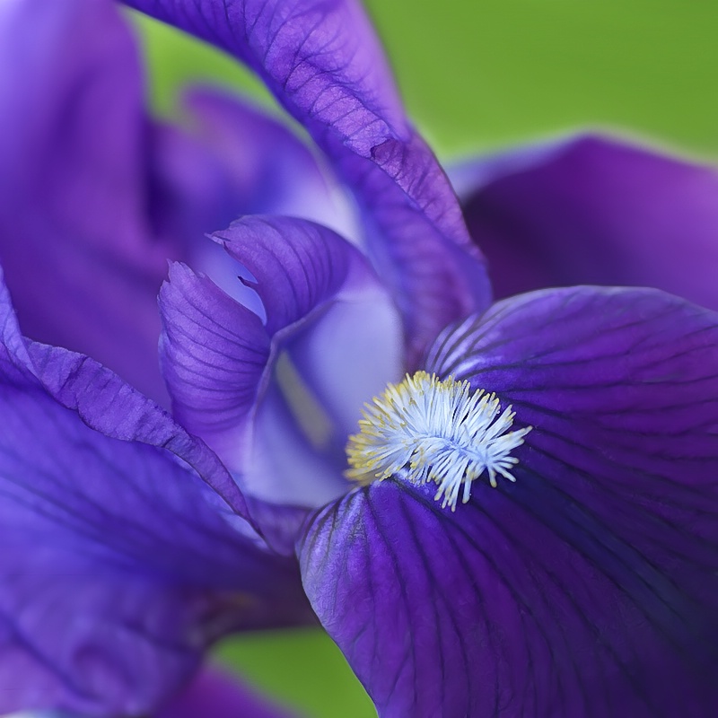 Iris in Purple