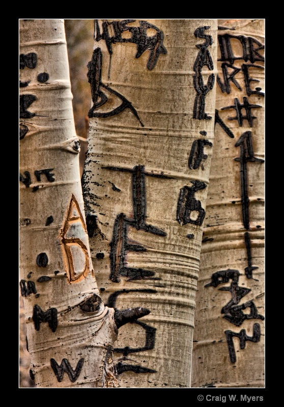 Tree Graffiti