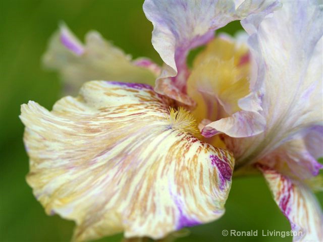 Iris Love Affair