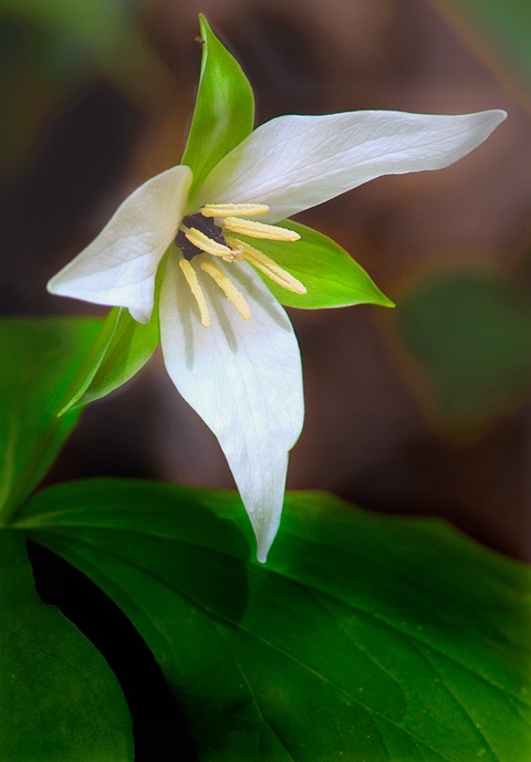 Trillium