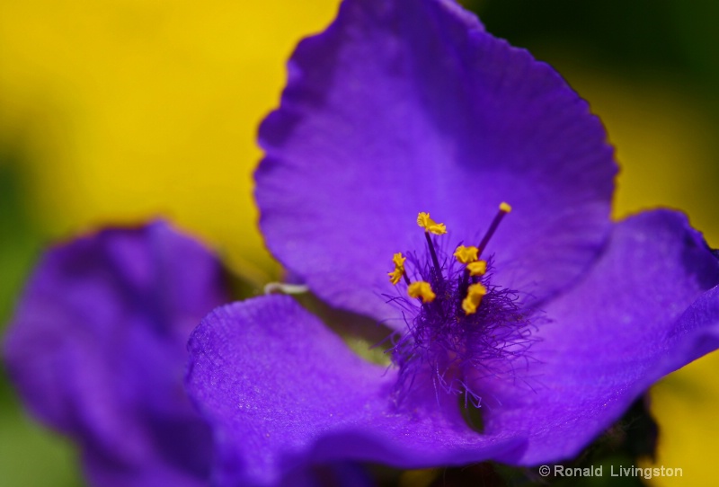 Purple Blue Spiderwort