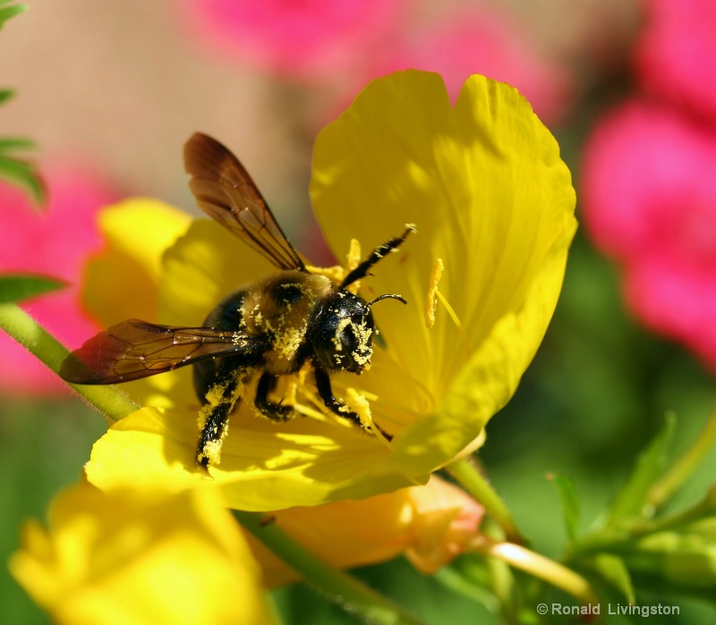 Pollen Face